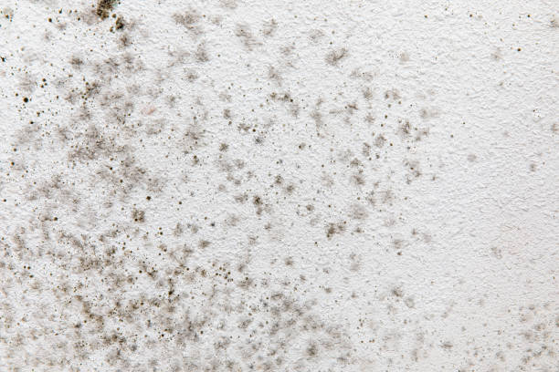 Best HVAC Mold Inspection and Cleaning  in Albemarle, NC