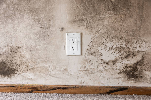 Best Real Estate Mold Inspection  in Albemarle, NC