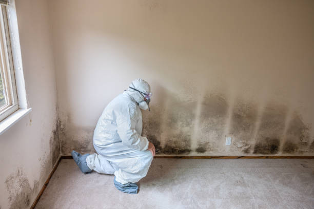 Best Environmental Consulting for Mold Prevention  in Albemarle, NC