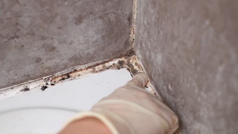 Best Mold Prevention Services  in Albemarle, NC